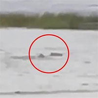 Rùng mình cảnh “cá mập bơi trên phố” trong siêu bão Ian ở Mỹ: Xác nhận video là thật 100%!