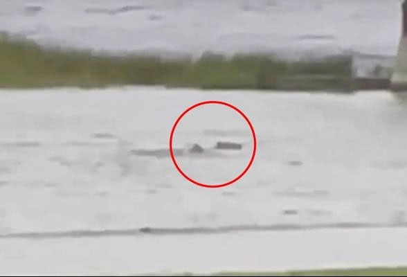 Cá mập hay không phải cá mập?