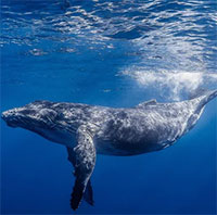 Cá voi "rên xiết" vì thanh âm ô nhiễm của biển khơi