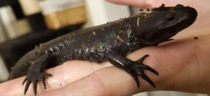 Kỳ giông axolotl có thể đột ngột biến từ động vật sống dưới nước thành sinh vật trên đất liền?