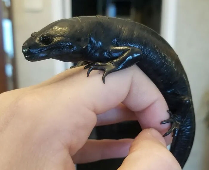 Kỳ giông axolotl có thể đột ngột biến từ động vật sống dưới nước thành sinh vật trên đất liền?