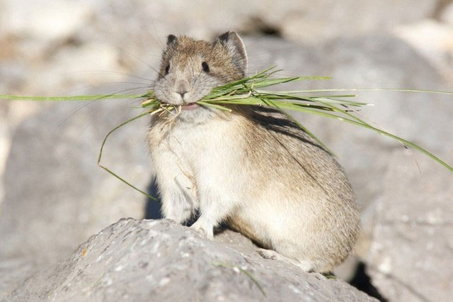  Thỏ Ili pika đứng trước nguy cơ tuyệt chủng vì sự thay đổi khí hậu và do con người. 