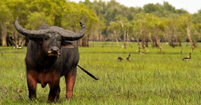 Khám phá bí mật của loài trâu nước
