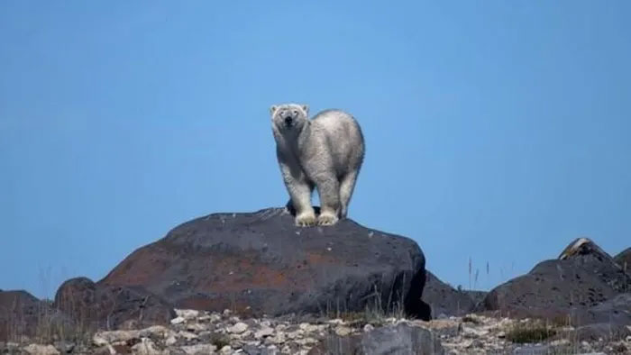 Số phận "mong manh" của loài gấu Bắc Cực tại Canada