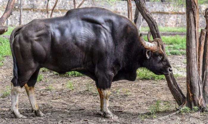 Gaur: Loài lớn nhất và cao nhất trong số các loài gia súc hoang dã