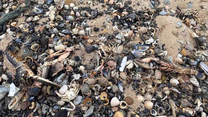 Nguyên nhân khiến tôm cua chết hàng loạt ở Anh