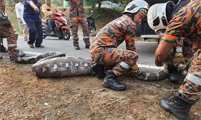 Bắt sống trăn gấm dài 5,9m sau khi nuốt chửng dê nhà