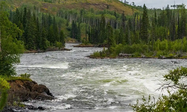 Đằng sau cái chết bí ẩn của cá tầm Canada