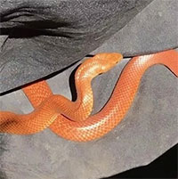 Phát hiện cặp rắn lạ màu cam cực độc trong bãi đậu xe ở Australia