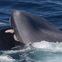 Cá voi xanh "nhảy múa" theo tiếng gió thổi để tìm kiếm con mồi