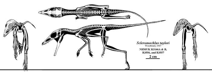 Scleromochlus taylori: Loài bò sát tí hon của kỷ Trias, có họ hàng gần với Pterosaurs