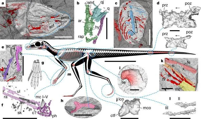 Scleromochlus taylori: Loài bò sát tí hon của kỷ Trias, có họ hàng gần với Pterosaurs