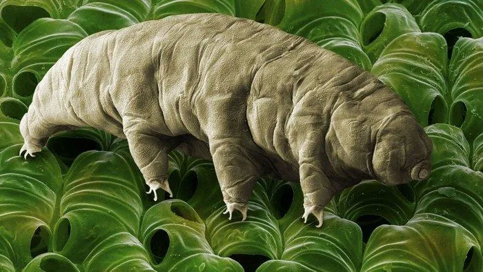 Những loài tardigrade sinh sản vô tính, một số loài khác lưỡng tính và có khả năng tự thụ tinh
