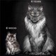 Tại sao mèo Maine Coon rất đẹp, nhưng lại có ít người nuôi?