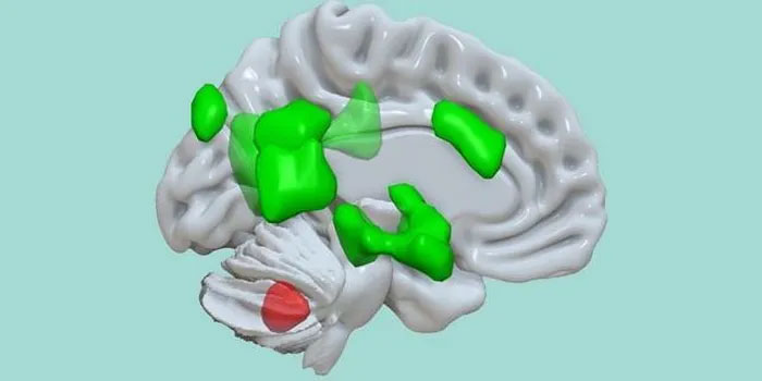 Tiểu não (màu đỏ) kết nối với các khu vực khác nhau của đại não (màu xanh lá cây)
