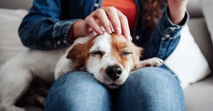 Con người có nhiều khả năng nghĩ về cảm xúc của một con chó hơn khi vuốt ve chúng.