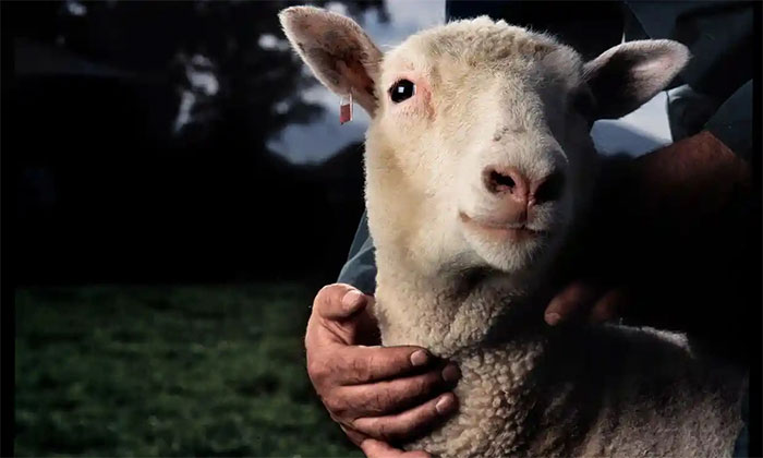  Chú cừu Dolly được tạo ra tại Viện Roslin, nơi đã đóng góp vào nghiên cứu này. 