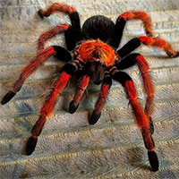 Được mệnh danh là "Spider-Man" vì nuôi hơn 300 con nhện độc trong nhà