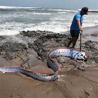 Loài cá mang "điềm xấu" được tìm thấy ở vùng biển Mexico
