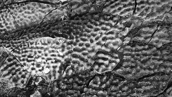 Hình ảnh chụp cận cảnh lớp vỏ ngoài rất rắn chắc của loài cá tầm acipenser praeparatorum.