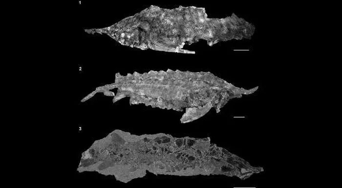 Hình ảnh hóa thạch của cá tầm acipenser praeparatorum