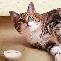 Có nên cho mèo uống sữa bò?