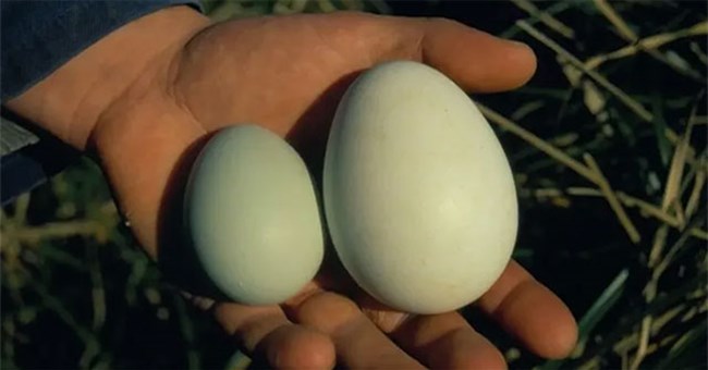 Vì sao loài chim này đẻ 2 quả trứng, nhưng luôn bỏ 1?