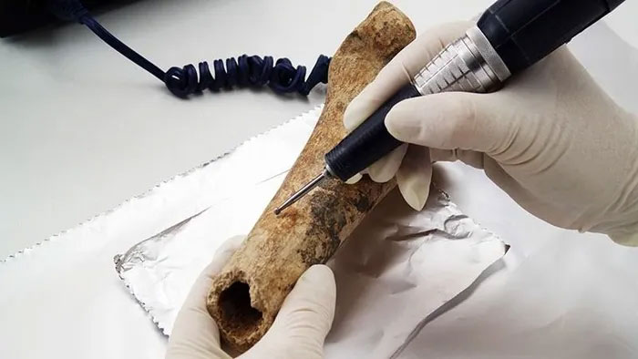 Một xương đùi được cho là xuất hiện từ thời Trung cổ