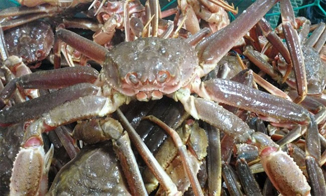 Hàng tỷ con cua tuyết biến mất bí ẩn khỏi Alaska
