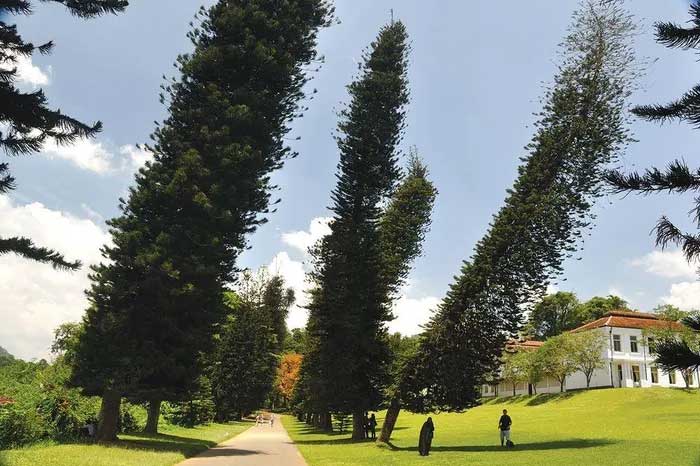 Bí ẩn loài cây luôn nghiêng về xích đạo dù trồng ở bán cầu nào, khoa học chưa thể lý giải