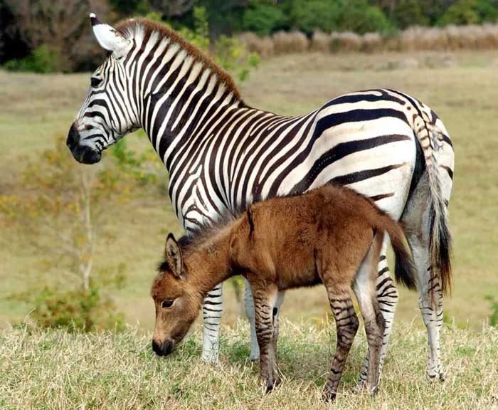 Zebroid (ngựa vằn và chi ngựa)