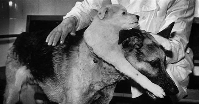 Ghép đầu - Những thí nghiệm gây sốc