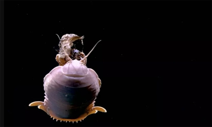 Các nhà khoa học ghi lại được khoảnh khắc bọ khổng lồ ăn đầu cá dưới biển sâu