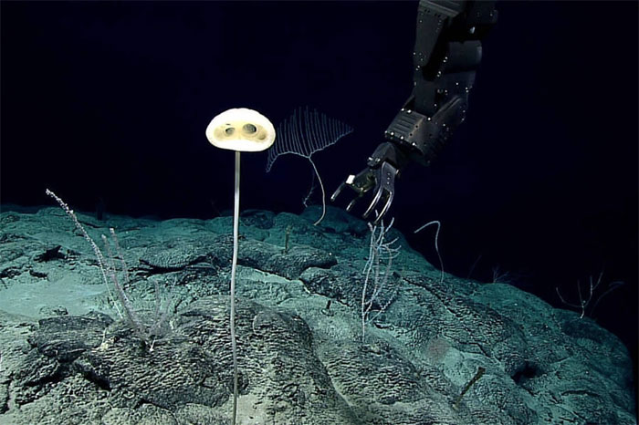 An E.T. glass sponge found nearly 2.5 km deep in the Pacific Ocean.