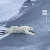 Bật cười với cách gấu Bắc Cực vượt qua lớp băng mỏng