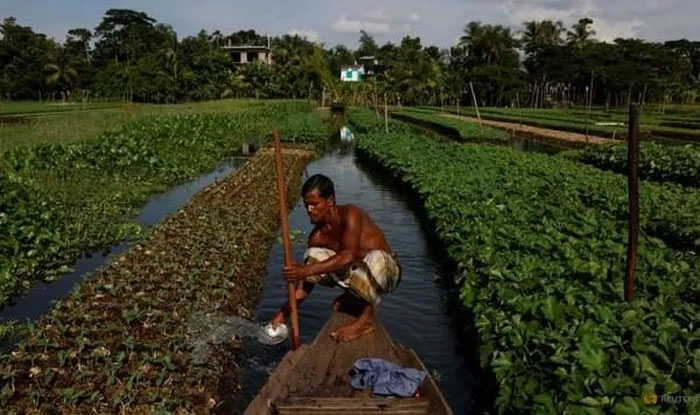 Nước biển dâng, nông dân Bangladesh hồi sinh phương thức canh tác cổ xưa