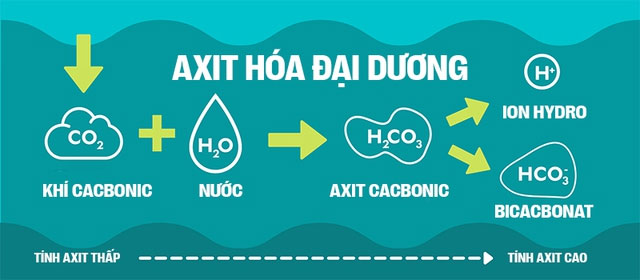 Biển hấp thụ 22 triệu tấn CO2 mỗi ngày, chúng đang làm tan vỏ hàu, tẩy trắng san hô, đại dương bị axit hóa