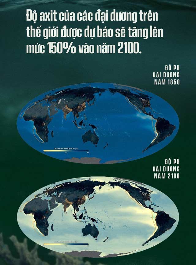 Biển hấp thụ 22 triệu tấn CO2 mỗi ngày, chúng đang làm tan vỏ hàu, tẩy trắng san hô, đại dương bị axit hóa