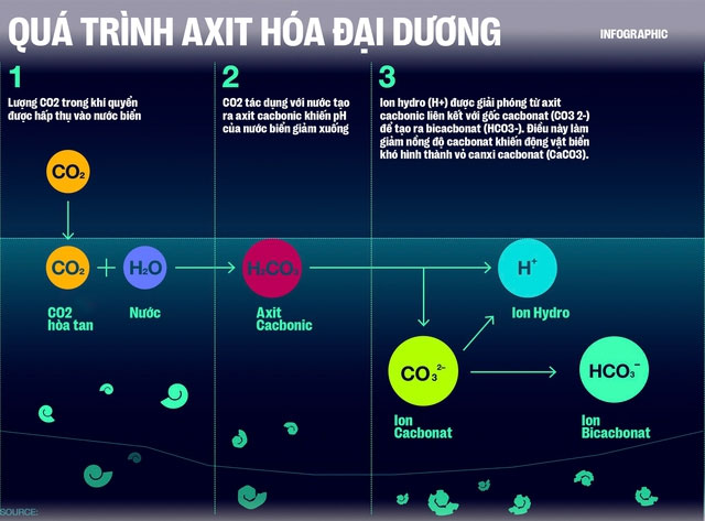 Biển hấp thụ 22 triệu tấn CO2 mỗi ngày, chúng đang làm tan vỏ hàu, tẩy trắng san hô, đại dương bị axit hóa