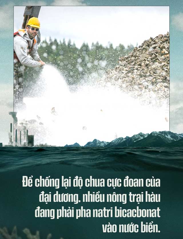 Biển hấp thụ 22 triệu tấn CO2 mỗi ngày, chúng đang làm tan vỏ hàu, tẩy trắng san hô, đại dương bị axit hóa