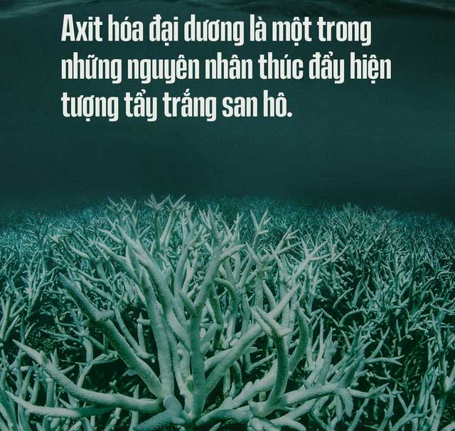 Biển hấp thụ 22 triệu tấn CO2 mỗi ngày, chúng đang làm tan vỏ hàu, tẩy trắng san hô, đại dương bị axit hóa