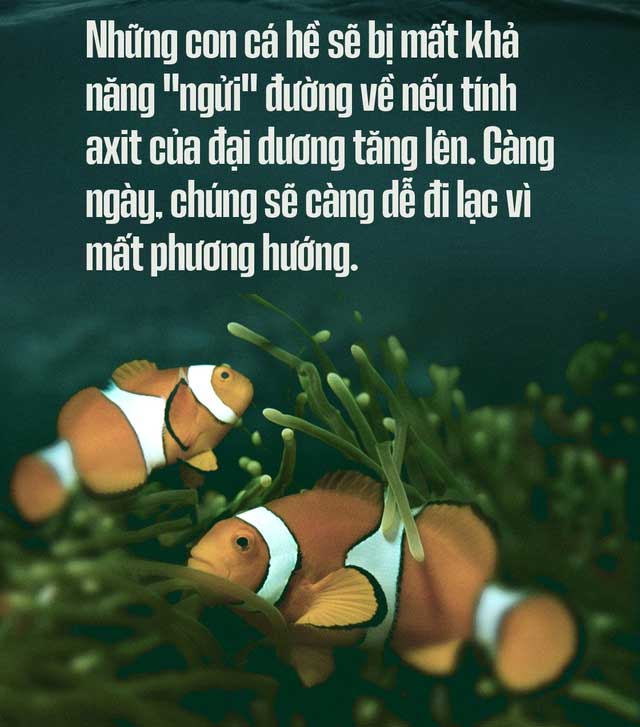 Biển hấp thụ 22 triệu tấn CO2 mỗi ngày, chúng đang làm tan vỏ hàu, tẩy trắng san hô, đại dương bị axit hóa