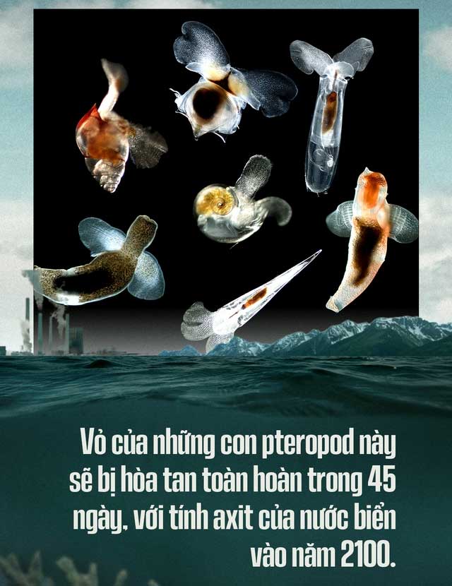 Biển hấp thụ 22 triệu tấn CO2 mỗi ngày, chúng đang làm tan vỏ hàu, tẩy trắng san hô, đại dương bị axit hóa