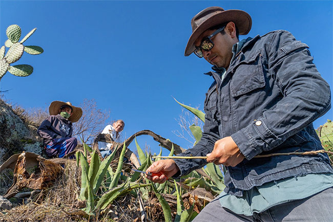 José Carlos Redon đi thu hoạch trứng kiến.