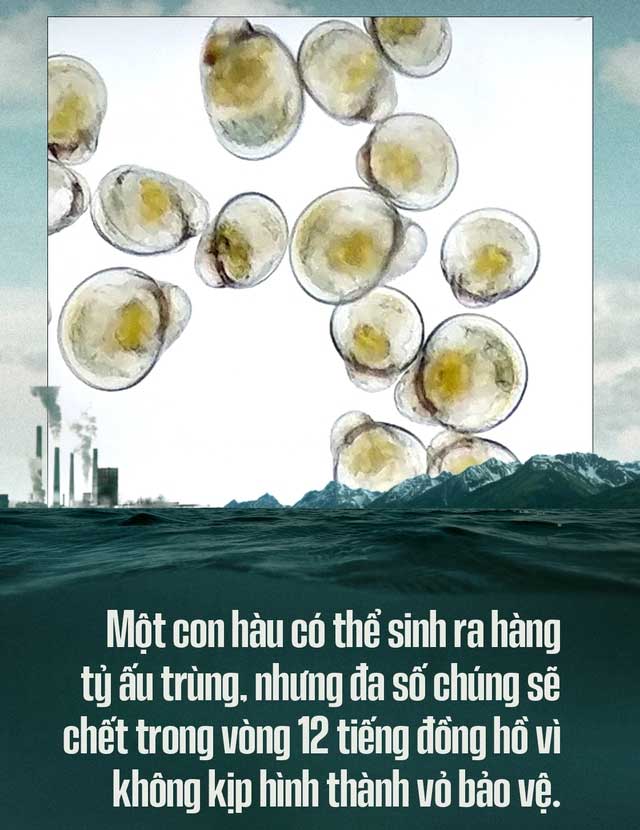 Biển hấp thụ 22 triệu tấn CO2 mỗi ngày, chúng đang làm tan vỏ hàu, tẩy trắng san hô, đại dương bị axit hóa