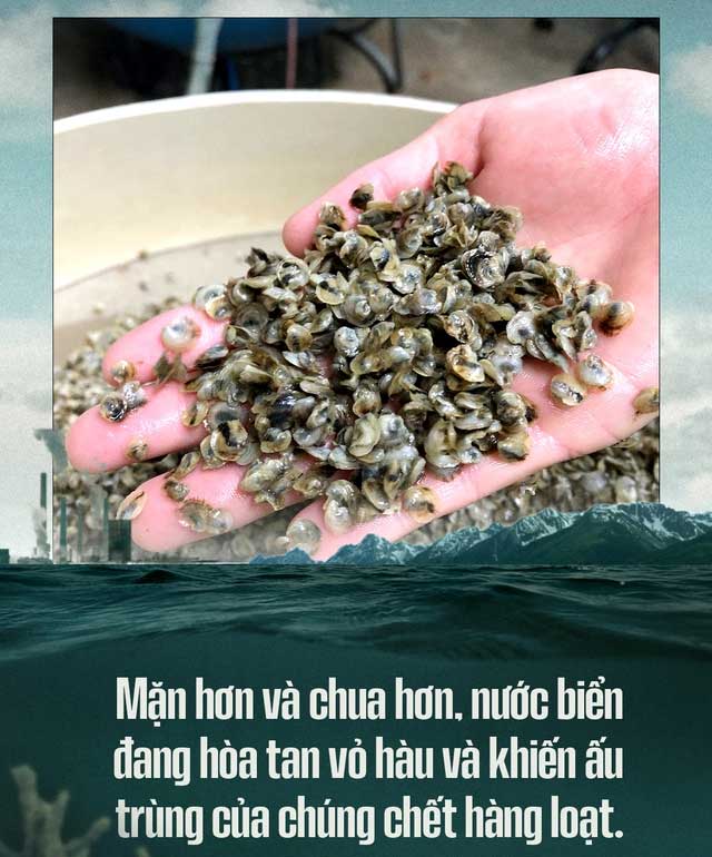 Biển hấp thụ 22 triệu tấn CO2 mỗi ngày, chúng đang làm tan vỏ hàu, tẩy trắng san hô, đại dương bị axit hóa