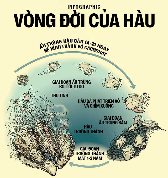 Biển hấp thụ 22 triệu tấn CO2 mỗi ngày, chúng đang làm tan vỏ hàu, tẩy trắng san hô, đại dương bị axit hóa
