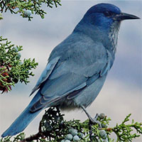 Cả hệ sinh thái rừng thông có nguy cơ mất đi cùng loài chim xinh đẹp với tên gọi độc đáo