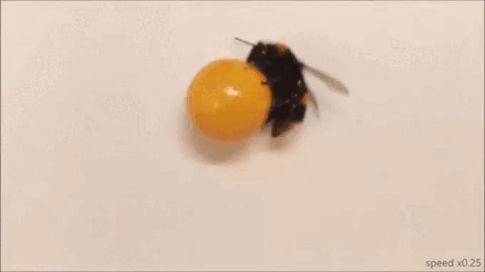 Thí nghiệm đáng kinh ngạc cho thấy ong “chơi” với đồ vật