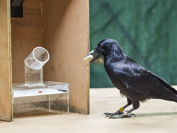 The intelligence of crows is at least comparable to that of some monkey species.